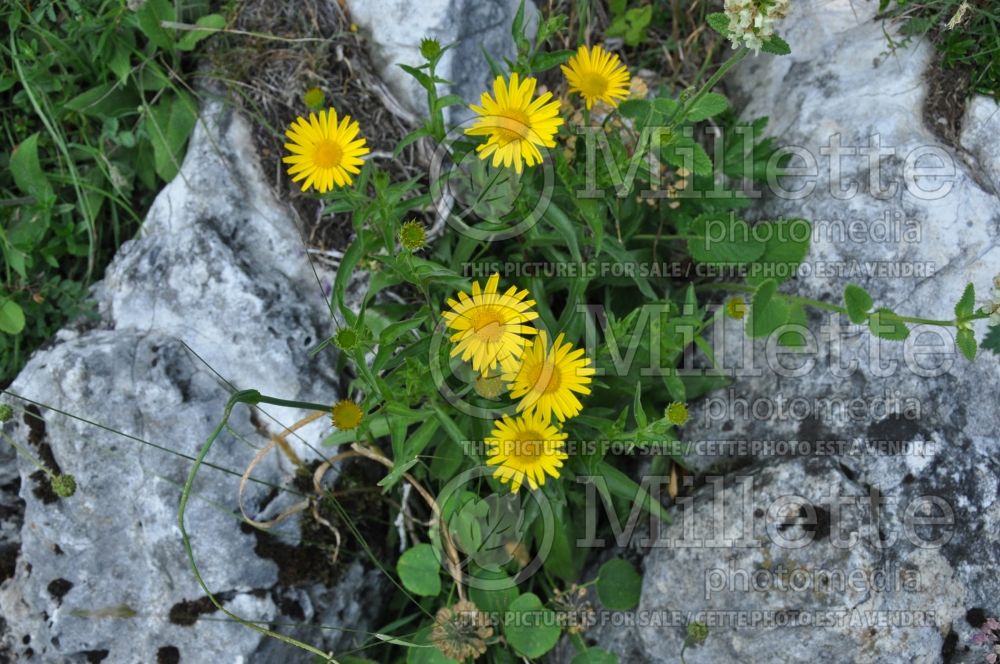 Arnica montana (Arnica) 1