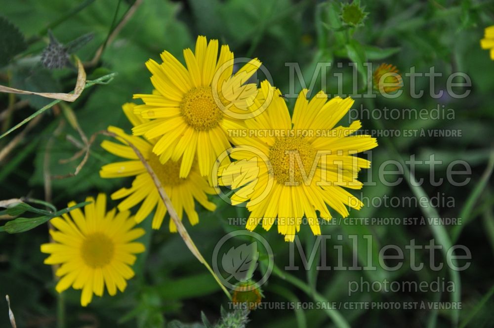 Arnica montana (Arnica) 2