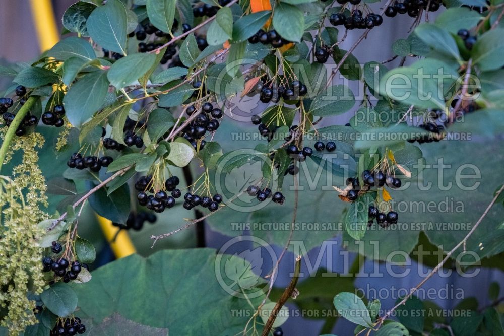 Aronia Autumn Magic (Black Chokeberry) 13 