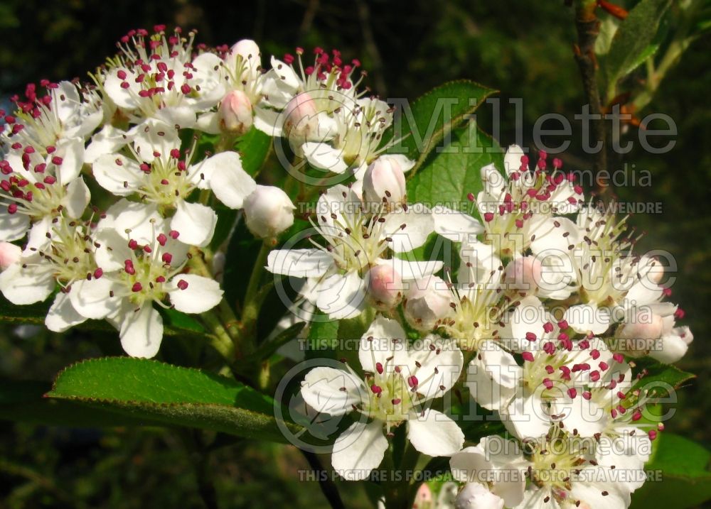 Aronia arbutifolia (Red Chokeberry) 1 