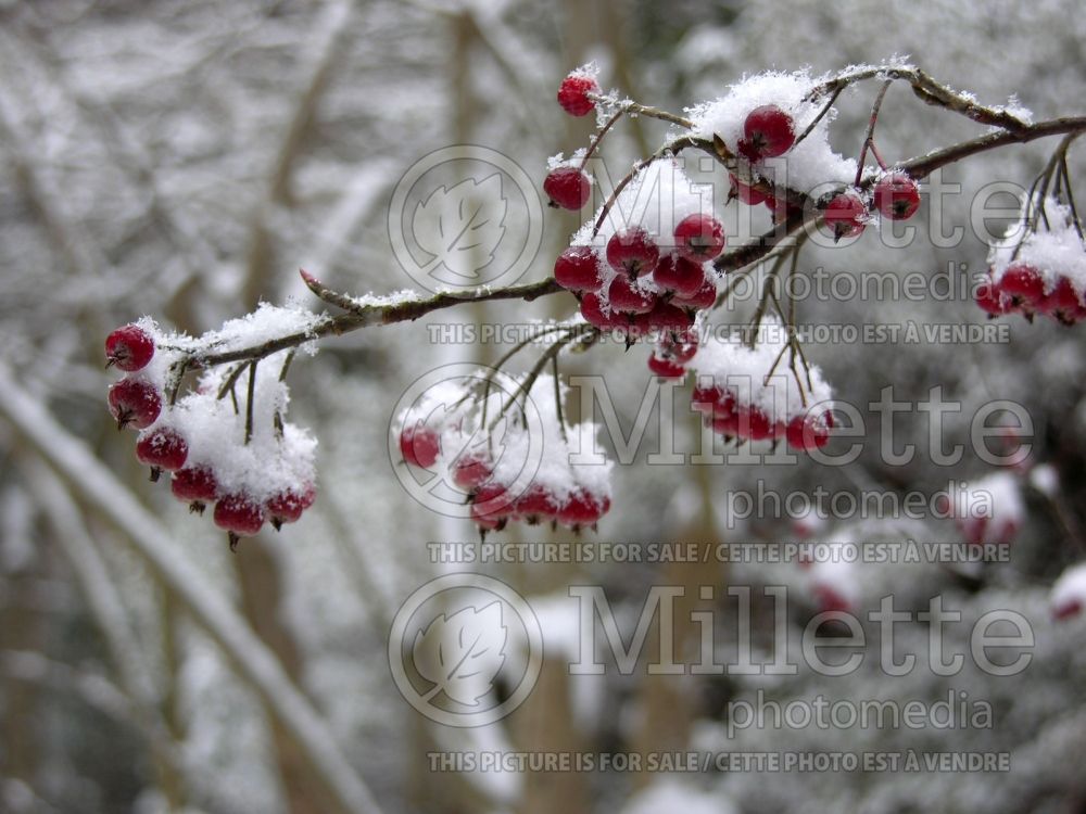 Aronia Brilliantissima or Brillant (Red Chokeberry) 1 