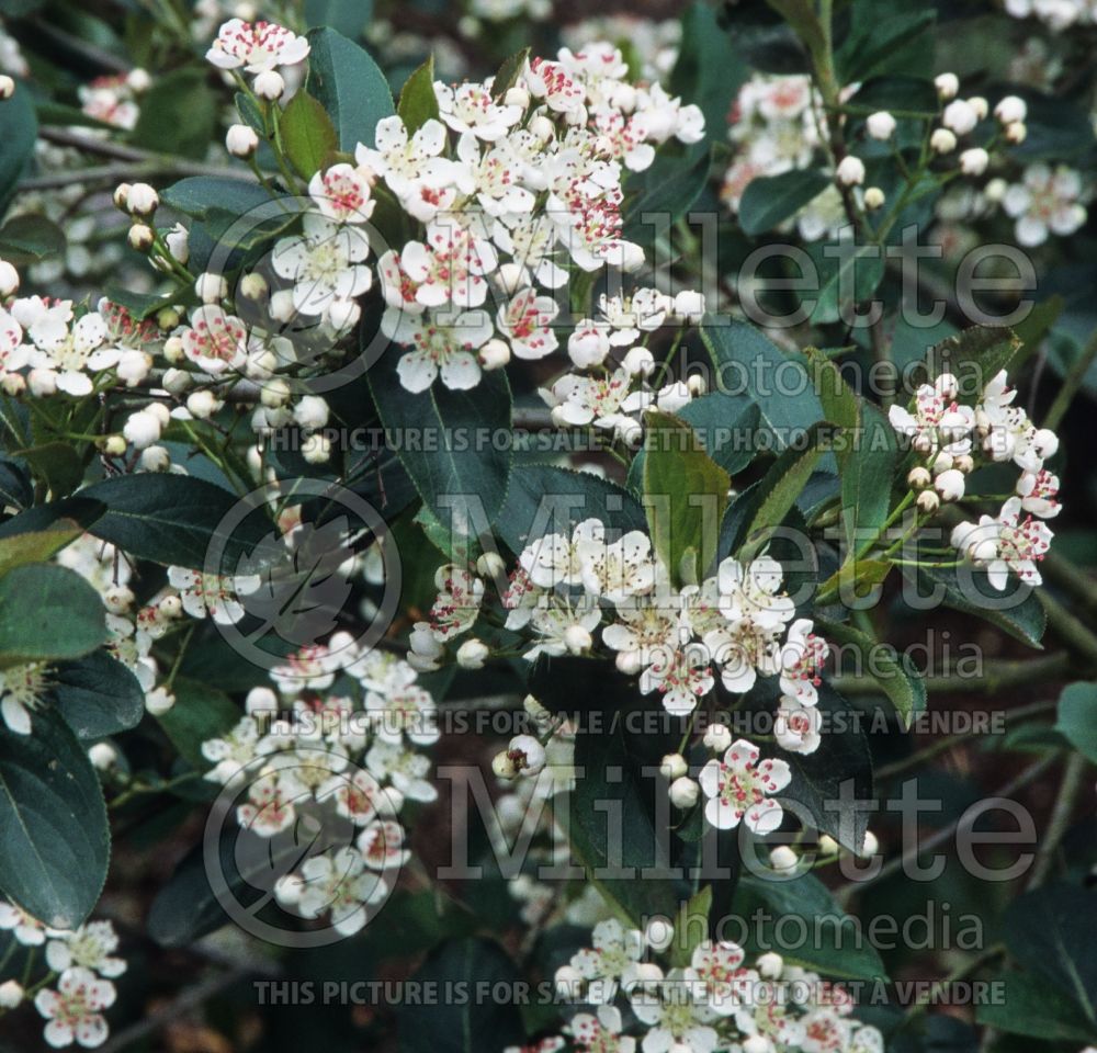 Aronia Brilliantissima or Brillant (Red Chokeberry) 3 