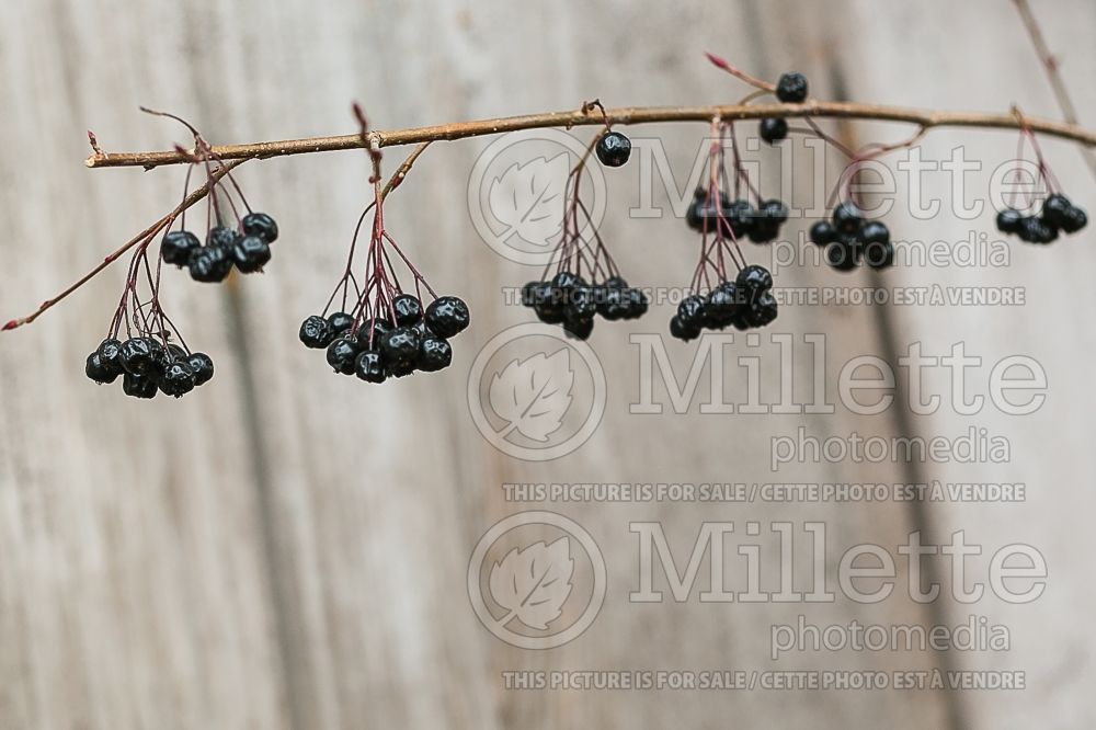 Aronia Autumn Magic (Black Chokeberry) 6 