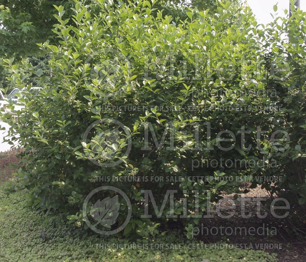 Aronia melanocarpa (Black Chokeberry) 6
