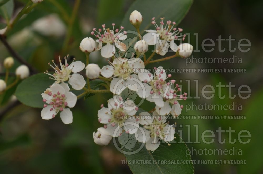 Aronia Autumn Magic (Black Chokeberry) 1 