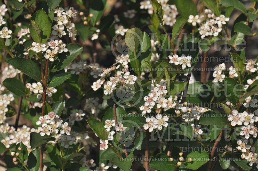 Aronia Autumn Magic (Black Chokeberry) 11 