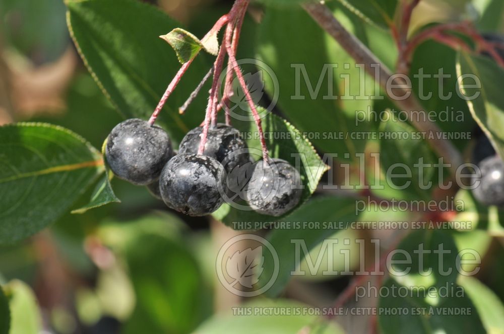 Aronia Autumn Magic (Black Chokeberry) 10 