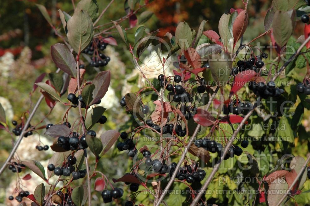 Aronia Autumn Magic (Black Chokeberry) 2 