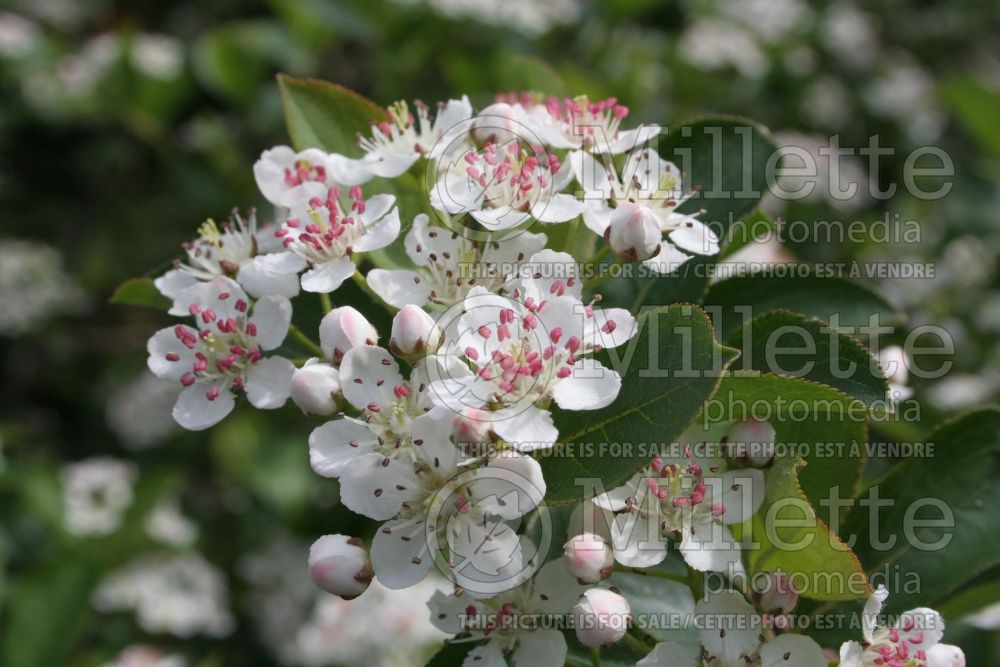 Aronia melanocarpa (Black Chokeberry) 1