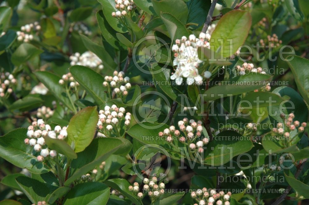 Aronia Morton aka Iroquois Beauty (Black Chokeberry) 1