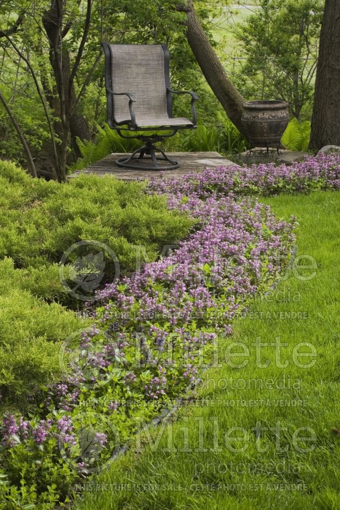 A row of purple flowers and Juniperus 1