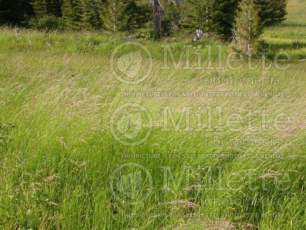 Arrhenatherum elatius (Tall oat grass) 1 