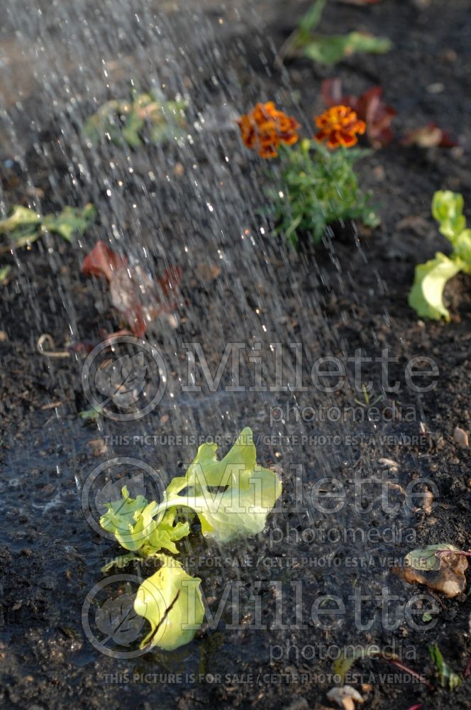 Watering Lettuce in the garden (Lactuca sativa - laitue) 1