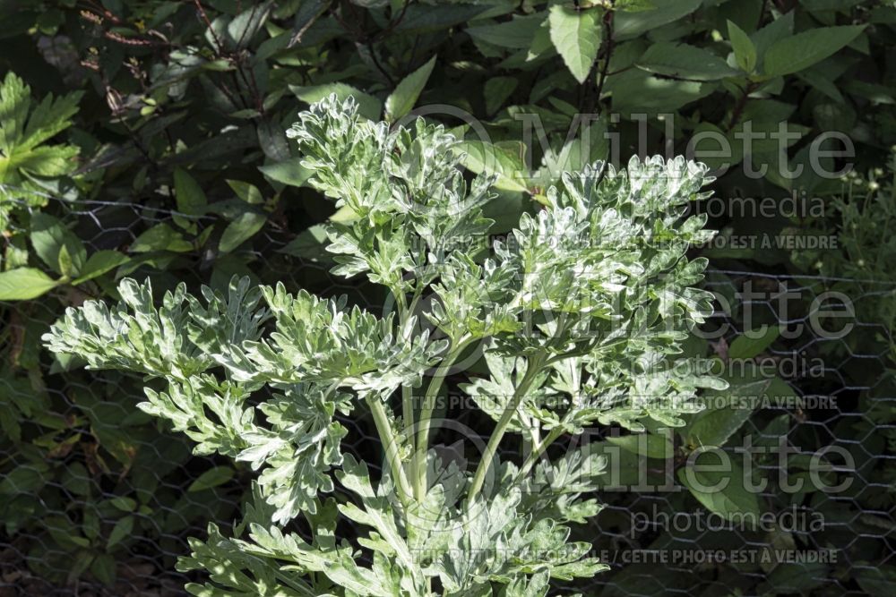 Artemisia absinthium (Common wormwood) 1