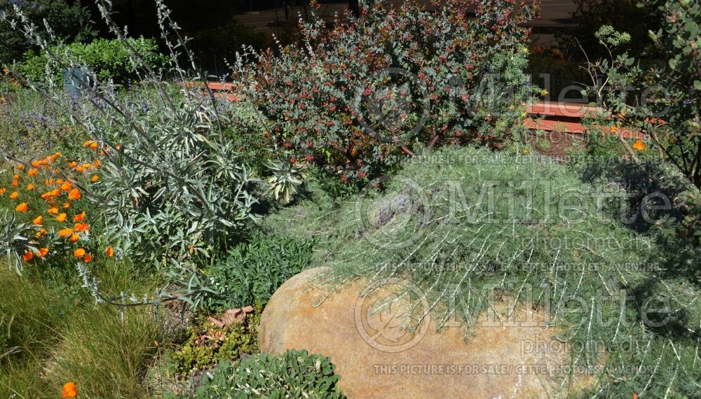 Artemisia Canyon Gray (sagebrush) 3