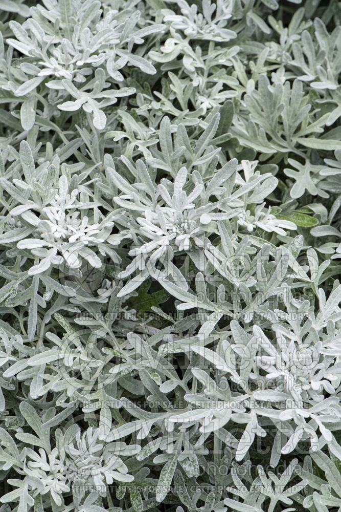 Artemisia Fancifillers Sea Salt (Wormwood) 3