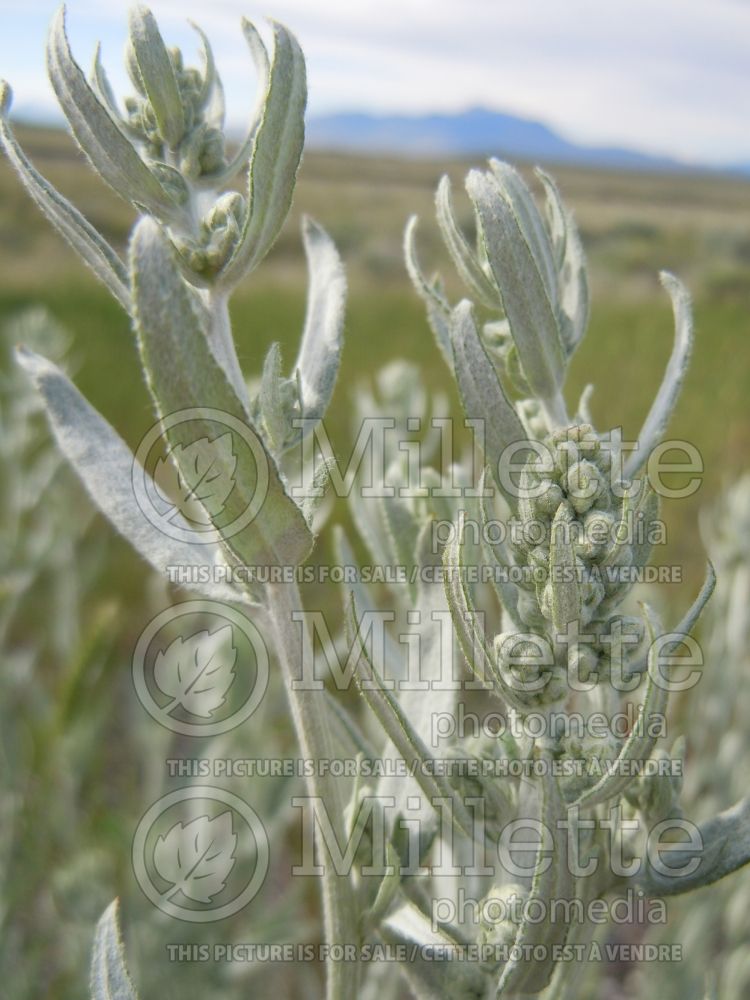 Artemisia ludoviciana (white sage western mugwort) 6