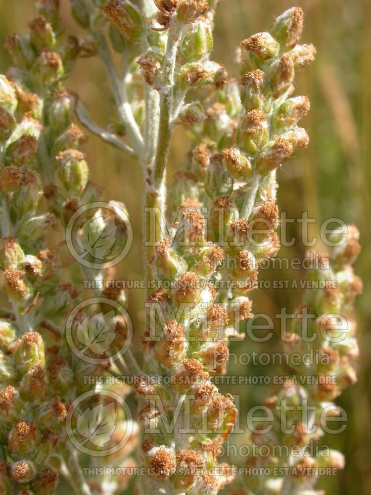 Artemisia ludoviciana (white sage western mugwort) 5