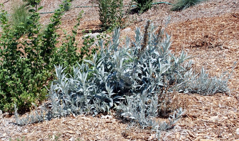 Artemisia ludoviciana (white sage western mugwort) 4