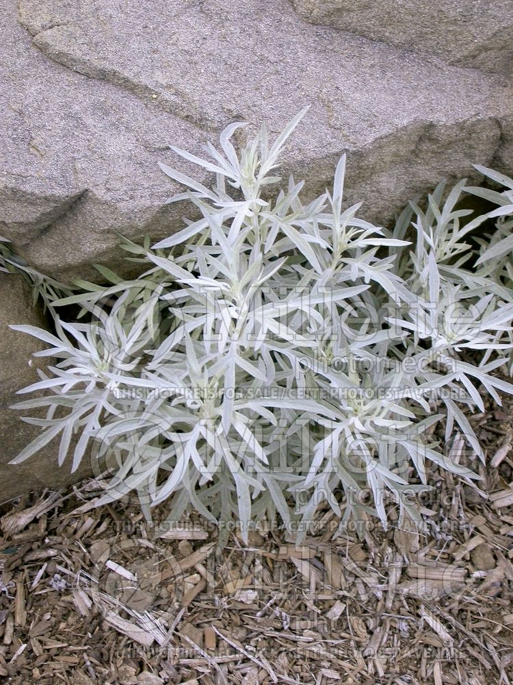 Artemisia ludoviciana (white sage western mugwort) 3