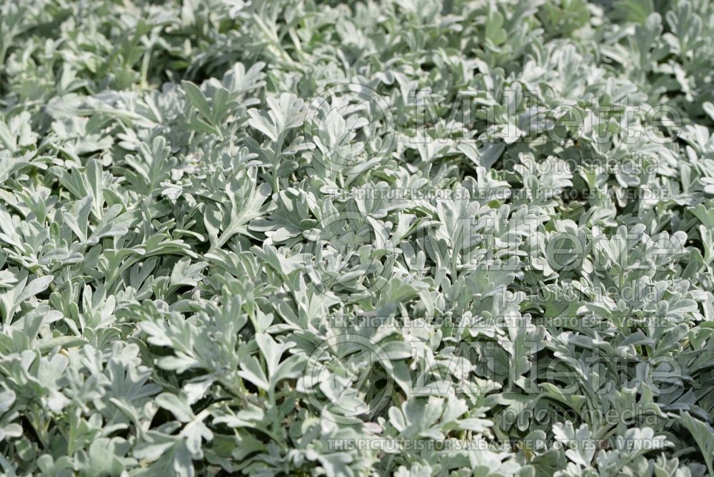 Artemisia Silver Brocade (Southernwood, lad's love, southern wormwood) 9