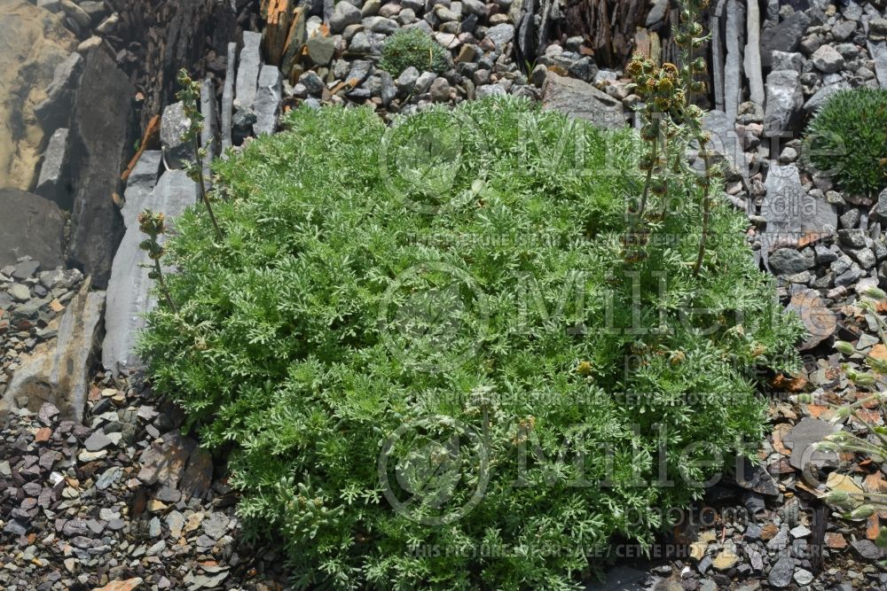 Artemisia Tiny Green (Southernwood, lad's love, southern wormwood) 1