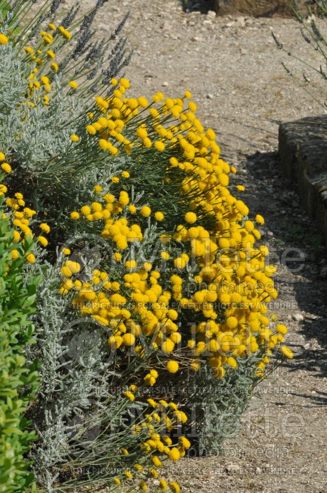 Artemisia abrotanum (Southernwood, lad's love, southern wormwood) 1