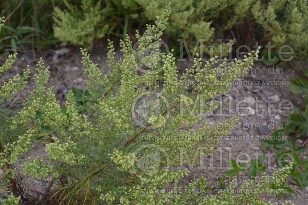 Artemisia campestris subsp. caudata (Field Sagewort) 2