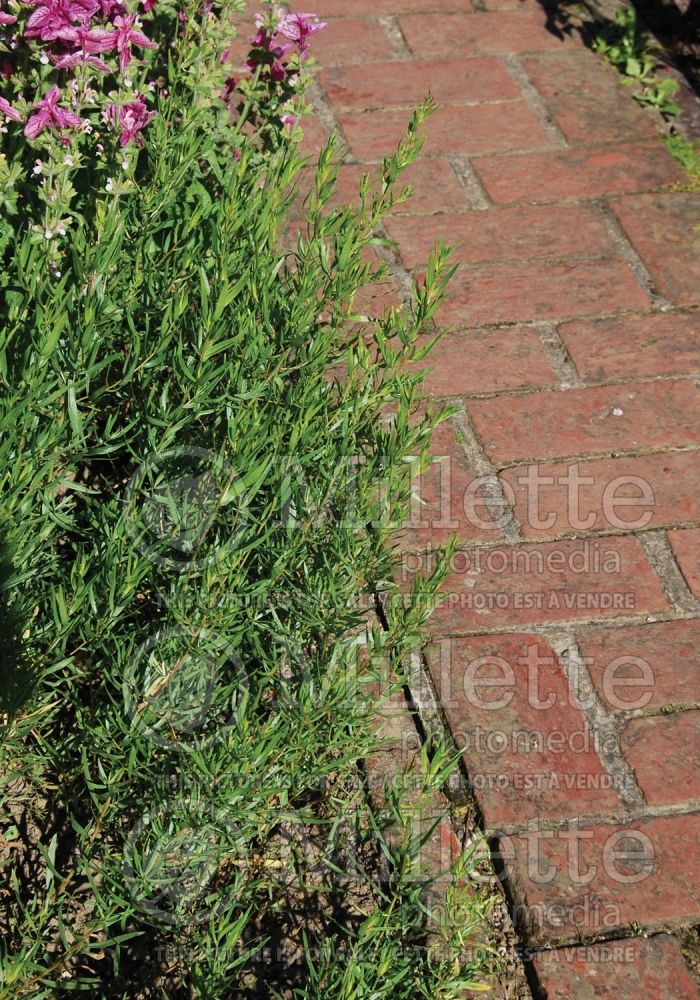 Artemisia Sativus (French Tarragon or dragon's-wort) 1 