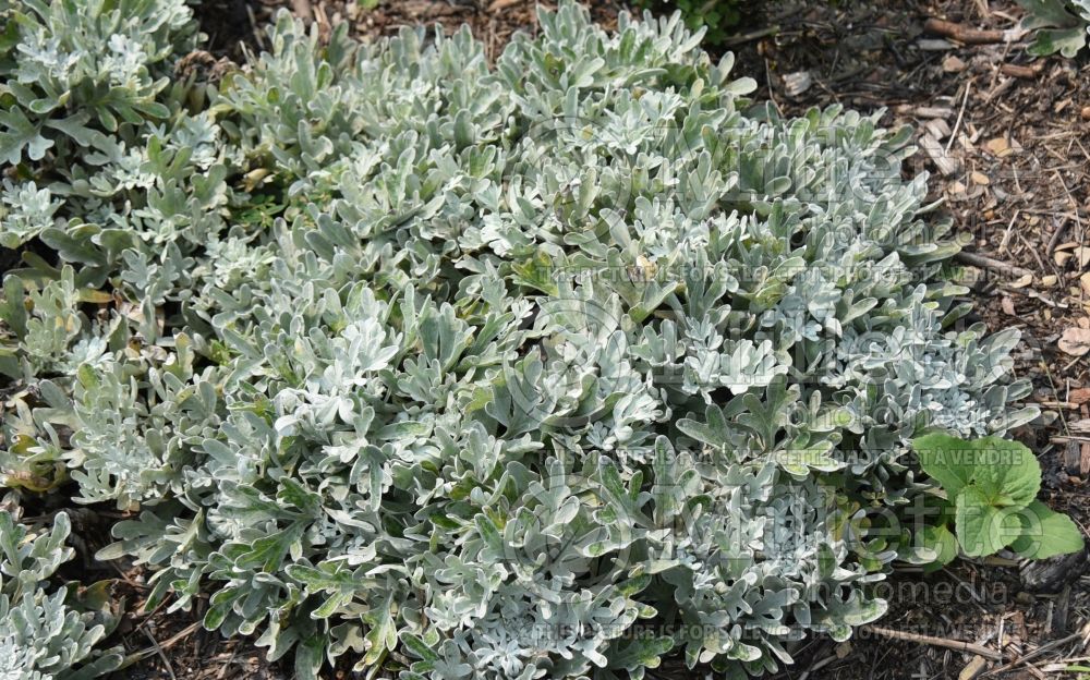 Artemisia Fancifillers Sea Salt (Wormwood) 1