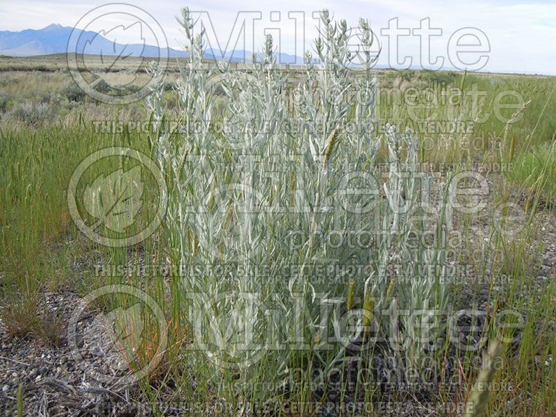 Artemisia ludoviciana (white sage western mugwort)  2