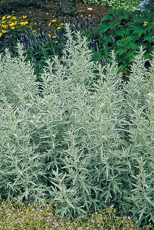 Artemisia Silver King (western mugwort white sage) 1