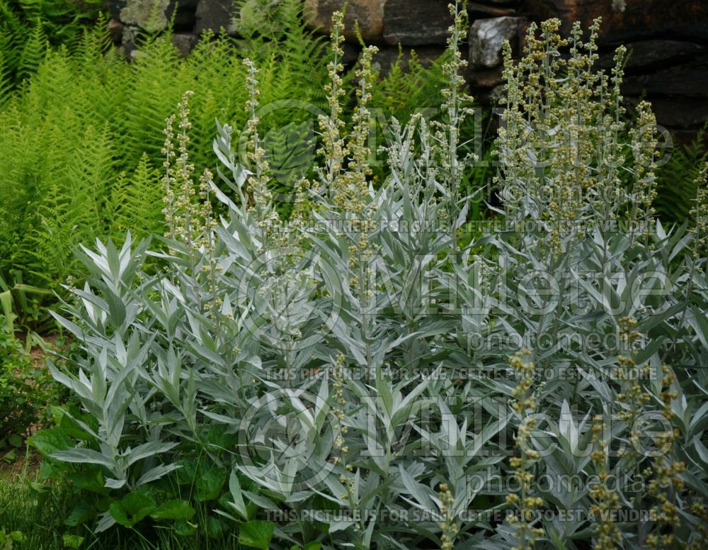 Artemisia Silver King (western mugwort white sage) 6