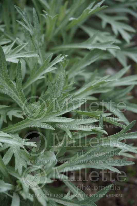 Artemisia Silver King (western mugwort white sage) 7