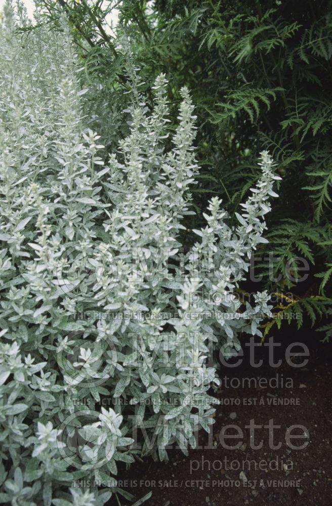 Artemisia Silver King (western mugwort white sage) 2