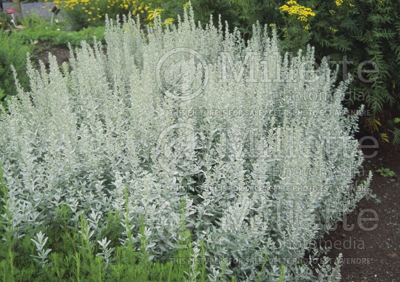 Artemisia Silver King (western mugwort white sage) 3