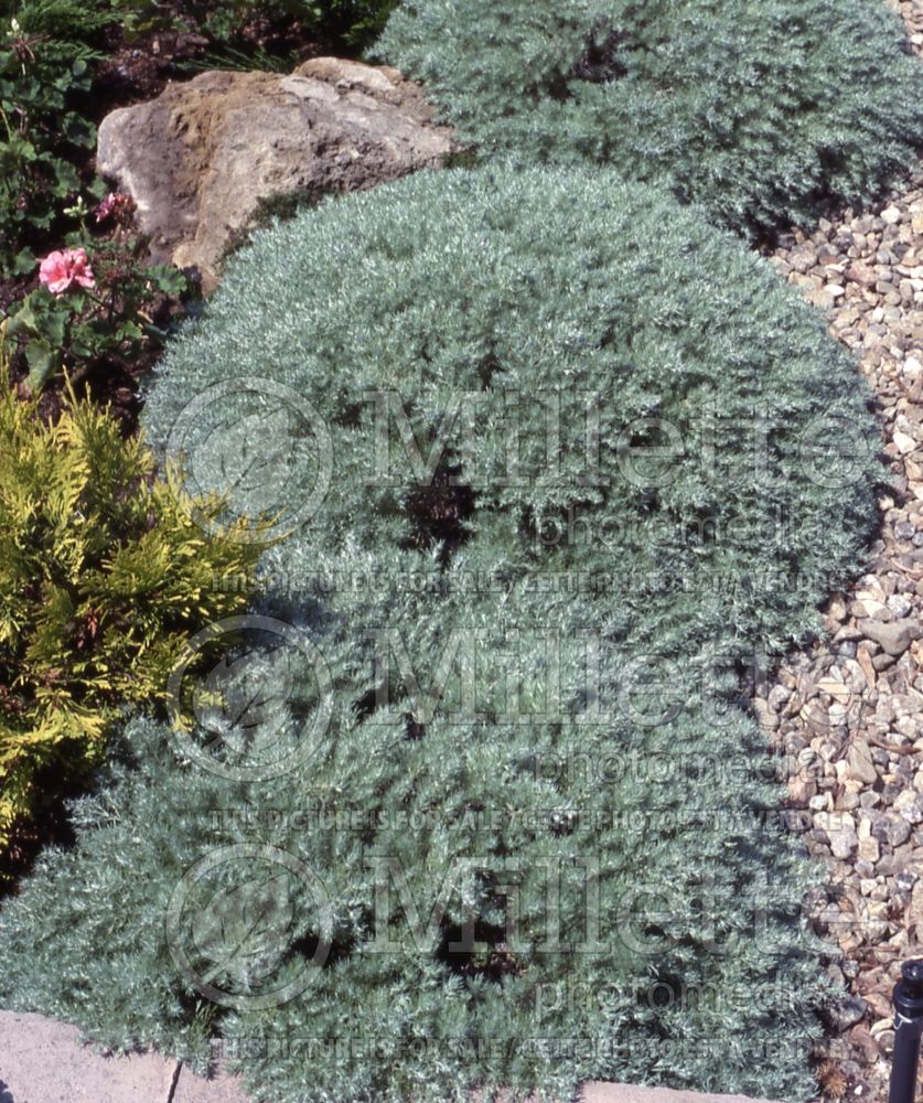 Artemisia Nana (Silvermound Artemisia) 1