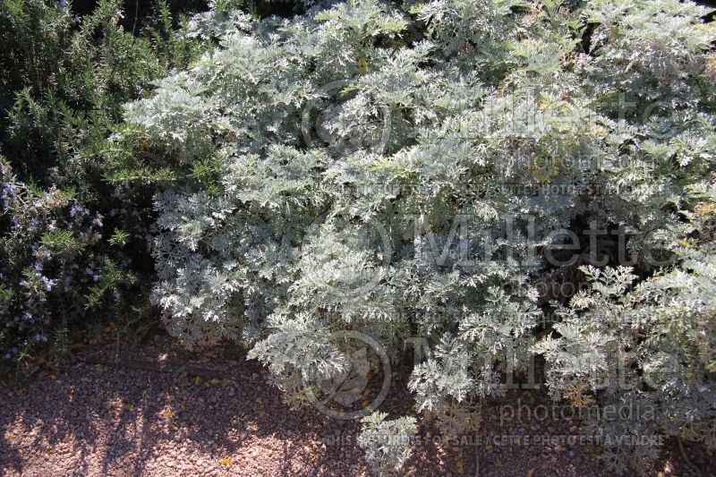 Artemisia Powis Castle (Wormwood) 2