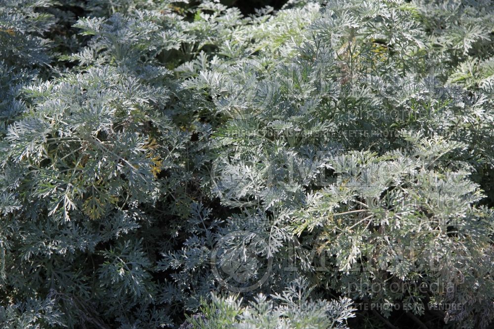 Artemisia Powis Castle (Wormwood) 3