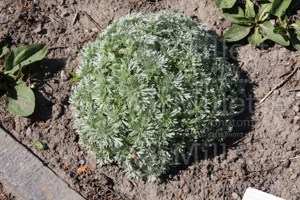 Artemisia Nana (Silvermound Artemisia) 2