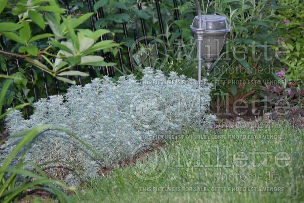 Artemisia Silver Mound (Tarragon or dragon's-wort) 4 