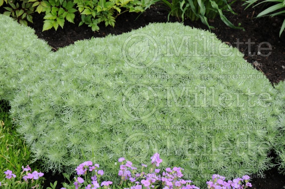 Artemisia Silver Mound (Tarragon or dragon's-wort) 3 