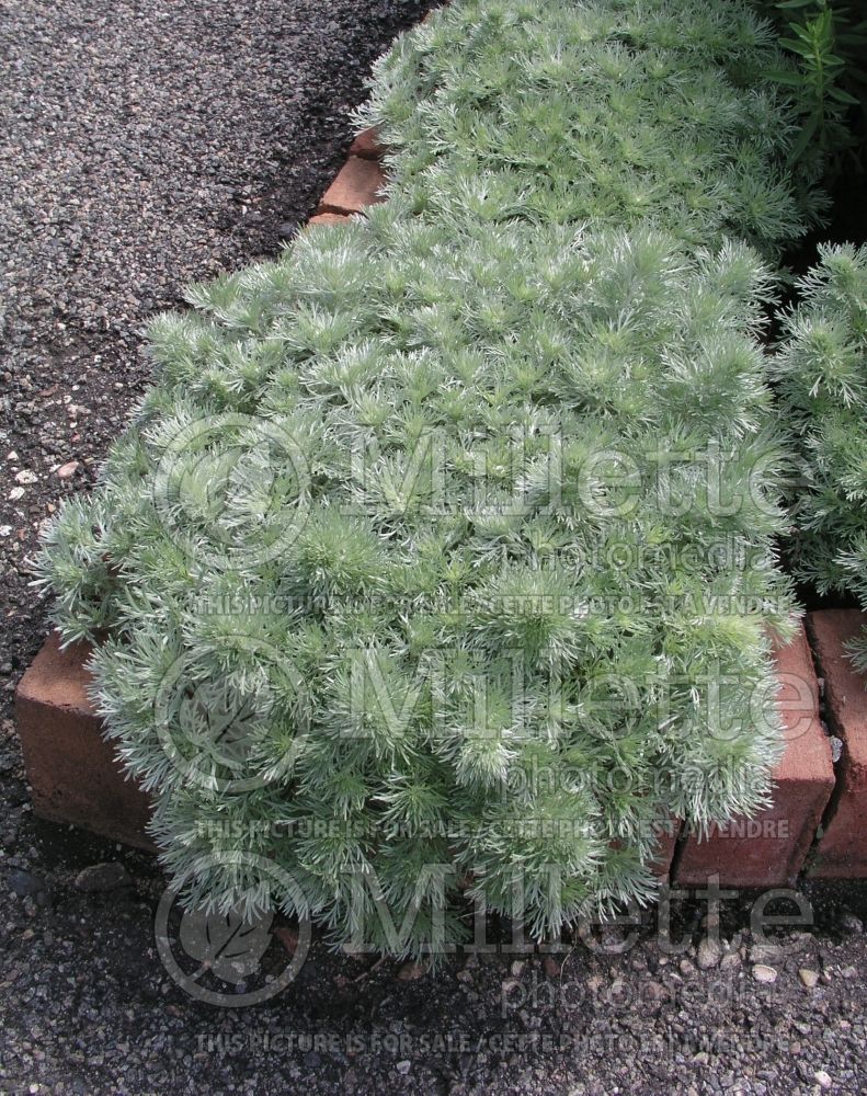 Artemisia Silver Mound (Tarragon or dragon's-wort) 1 