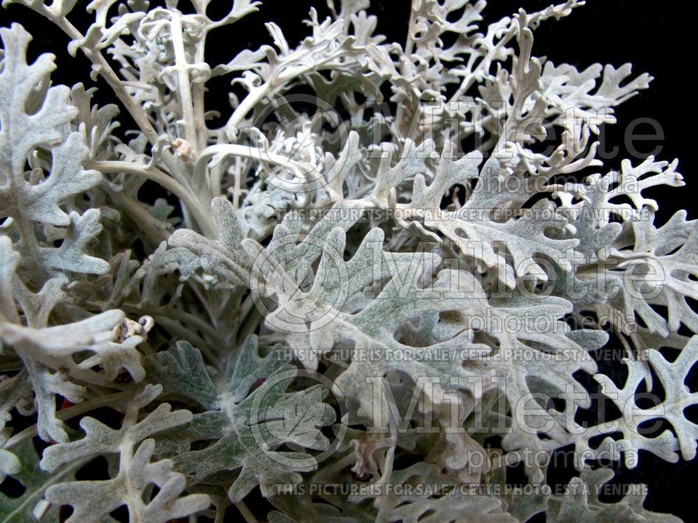 Artemisia Silver Brocade (Southernwood, lad's love, southern wormwood) 1