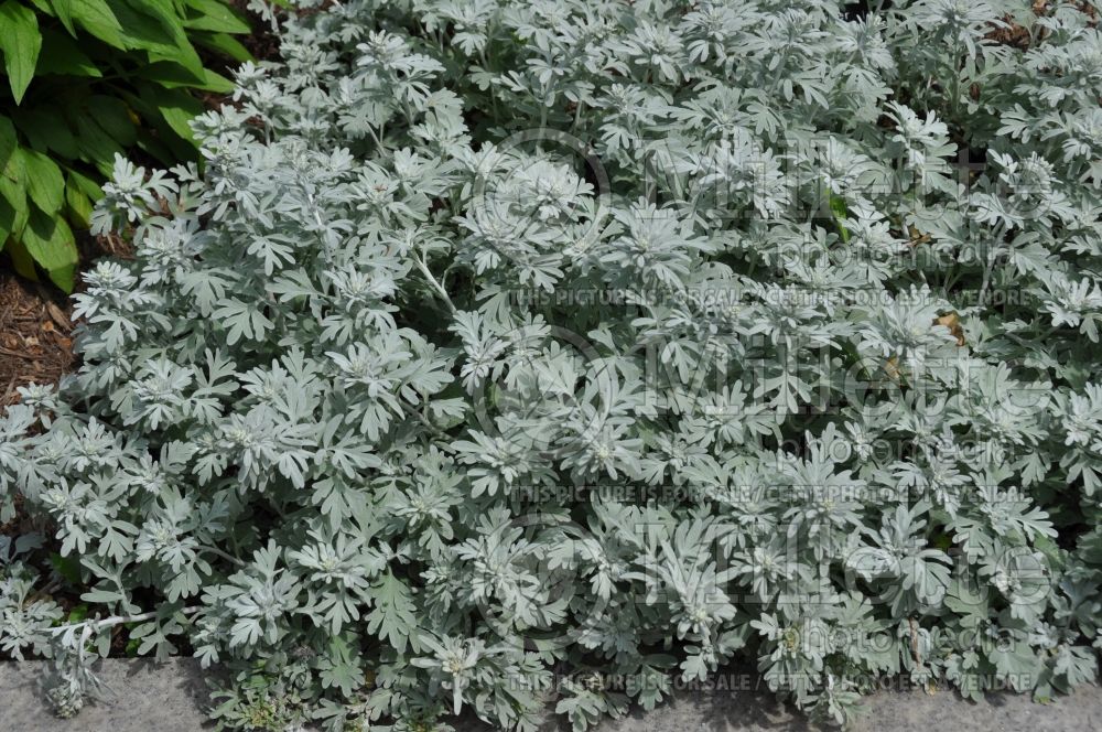 Artemisia Silver Brocade (Southernwood, lad's love, southern wormwood) 3