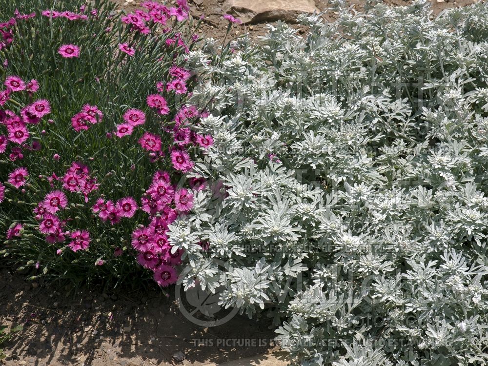 Artemisia Silver Brocade (Southernwood, lad's love, southern wormwood) 7