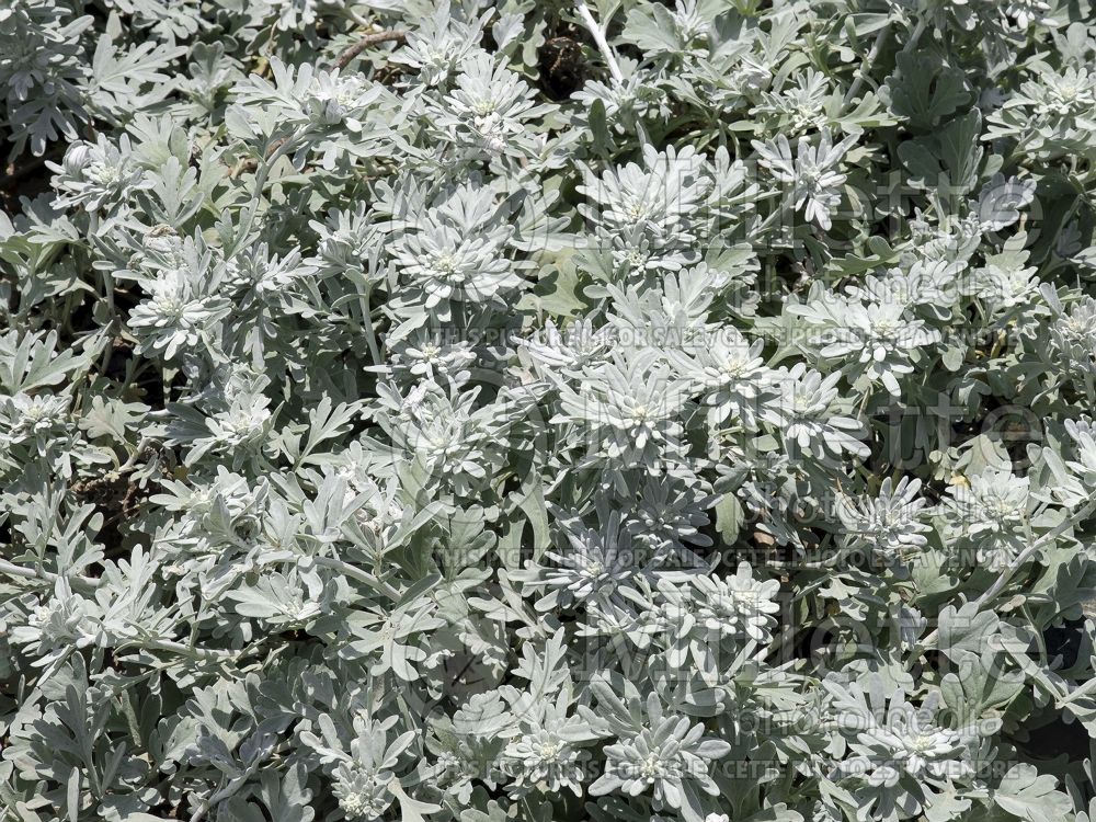 Artemisia Silver Brocade (Southernwood, lad's love, southern wormwood) 8