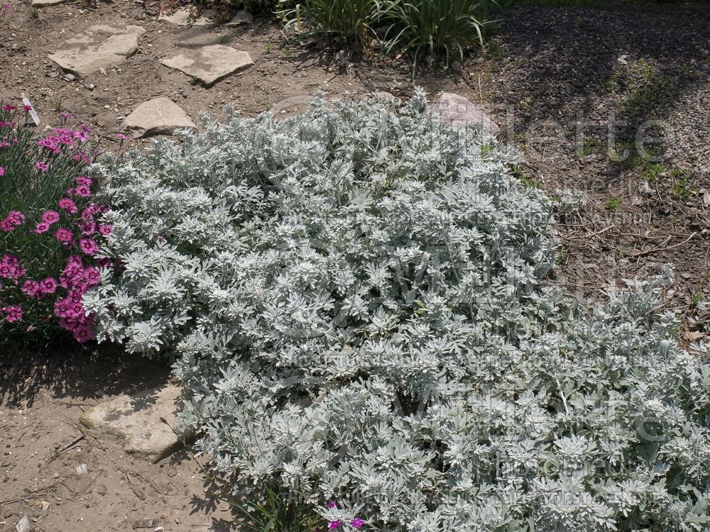 Artemisia Silver Brocade (Southernwood, lad's love, southern wormwood) 6