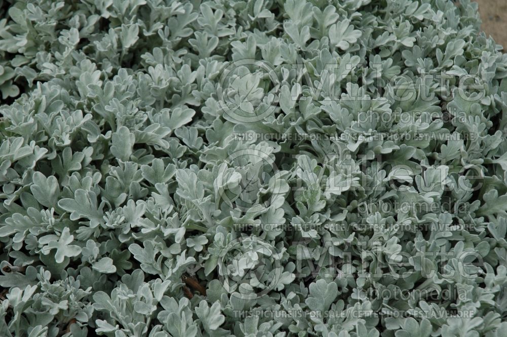 Artemisia Silver Brocade (Southernwood, lad's love, southern wormwood) 5