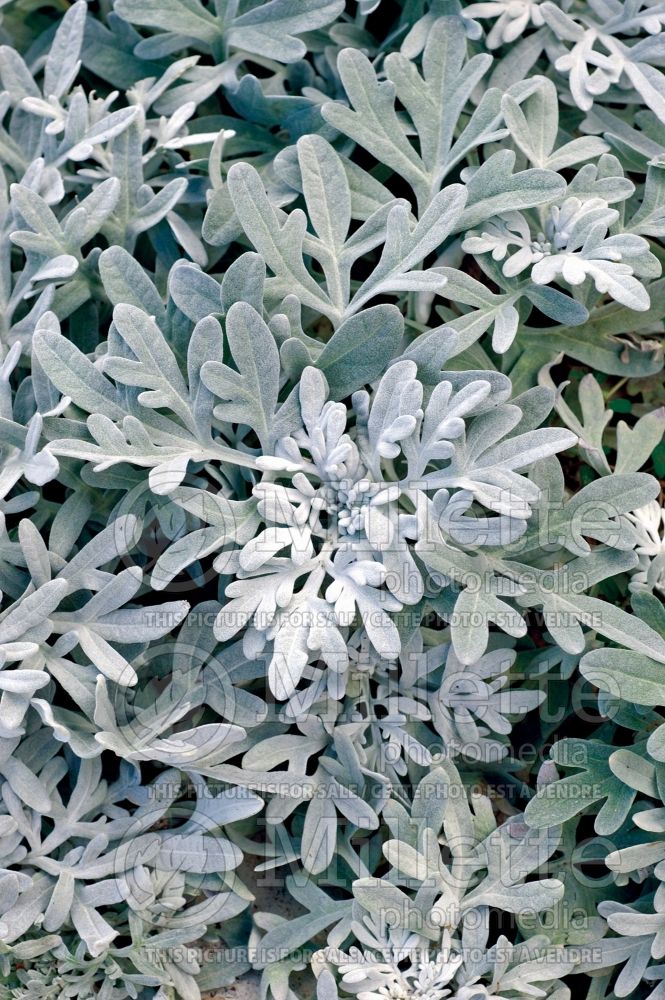 Artemisia Silver Brocade (Southernwood, lad's love, southern wormwood) 4